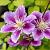 Clematis 'Piilu' Pot 2,25 Liter