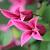Clematis 'Princess Diana' Pot 2,25 Liter