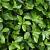 Euonymus jap. 'Green Spire' Pot 11 cm