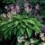 Hosta 'August Moon' Pot 9 cm
