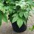 Fatsia japonica Pot 7,5 Liter 