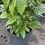 Fatsia japonica Pot 12 liter 