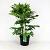 Fatsia japonica Pot 12 liter 