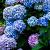 Hydrangea macrophylla Pot 5 Liter 