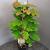 Hydrangea querc. 'Snowflake' Pot 2 Liter