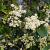 Ligustrum j. 'Texanum' Pot 20 Liter stam 150 cm