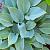 Hosta 'Big Daddy' Pot 9 cm