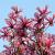 Magnolia 'Galaxy' Draadkluit Hoogstam (Stamomtrek 14-16 cm)