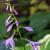 Hosta 'Blue Cadet' Pot 9 cm
