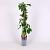 Parthenocissus quinquefolia Pot 2 Liter