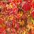 Parthenocissus quinquefolia Pot 2 Liter