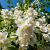Philadelphus 'Mont Blanc' Pot 3 Liter 