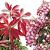 Pieris jap. 'Katsura' Pot 3 Liter 