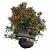 Pieris jap. 'Little Heath' Pot 3 Liter 