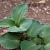 Hosta 'Blue Mouse Ears' Pot 9 cm