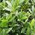 Prunus l. 'Caucasica' Stam 180 cm Leivorm 120x120 (BxH)