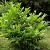 Prunus l. 'Rotundifolia' Kluit 60 - 80 cm