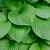 Hosta 'Devon Green' Pot 9 cm