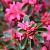 Rhododendron (AJ) 'Anouk' Pot 2 Liter