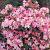 Rhododendron (Y) 'Percy Wiseman' Pot 3 Liter 