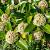 Skimmia j. White Globe Pot 1,5 liter
