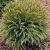 Cryptomeria j. 'Globosa Nana' Pot 9 Liter Bolvorm