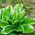 Hosta 'Fortunei Aureomarginata' Pot 9 cm