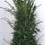 Taxus baccata Kluit 150 - 175 cm