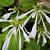 Hosta 'Honeybells' Pot 9 cm