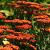 Achillea 'Feuerland' Pot 9 cm