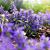 Ajuga reptans 'Braunherz' Pot 9 cm