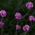 Armeria mar. 'Splendens Perfecta' Pot 9 cm