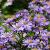 Aster 'Treffpunkt' Pot 9 cm