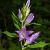 Campanula trachelium Pot 9 cm
