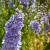 Delphinium (E) Delgenius Breezin Pot 9 cm