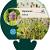Dipsacus fullonum Pot 9 cm