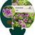 Geranium 'Dilys' Pot 9 cm