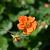 Geum 'Prinses Juliana' Pot 9 cm