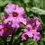 Incarvillea delavayi Pot 9 cm