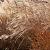 Miscanthus sin. 'Kleine Silbersp.' Pot 2 Liter