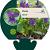 Viola odorata Pot 9 cm