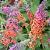 Buddleja davidii 'Flower Power' Pot 3 Liter 