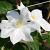 Clematis 'Madame Le Coultre' Pot 2,25 Liter