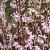 Abeliophyllum distichum 'Roseum' Pot 5 Liter 80 - 100 cm