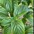 Acer davidii Pot 7,5 Liter 100 - 125 cm