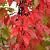 Acer griseum Pot 20 Liter 100 - 125 cm