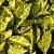 Aucuba jap. 'Variegata' Pot 7,5 Liter 