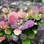 Berberis thunb. 'Atropurpurea' Losse wortel 40 - 60 cm