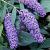 Buddleja d. 'Nanho Blue' Pot 10 liter