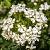 Choisya 'Aztec Pearl' Pot 10 liter